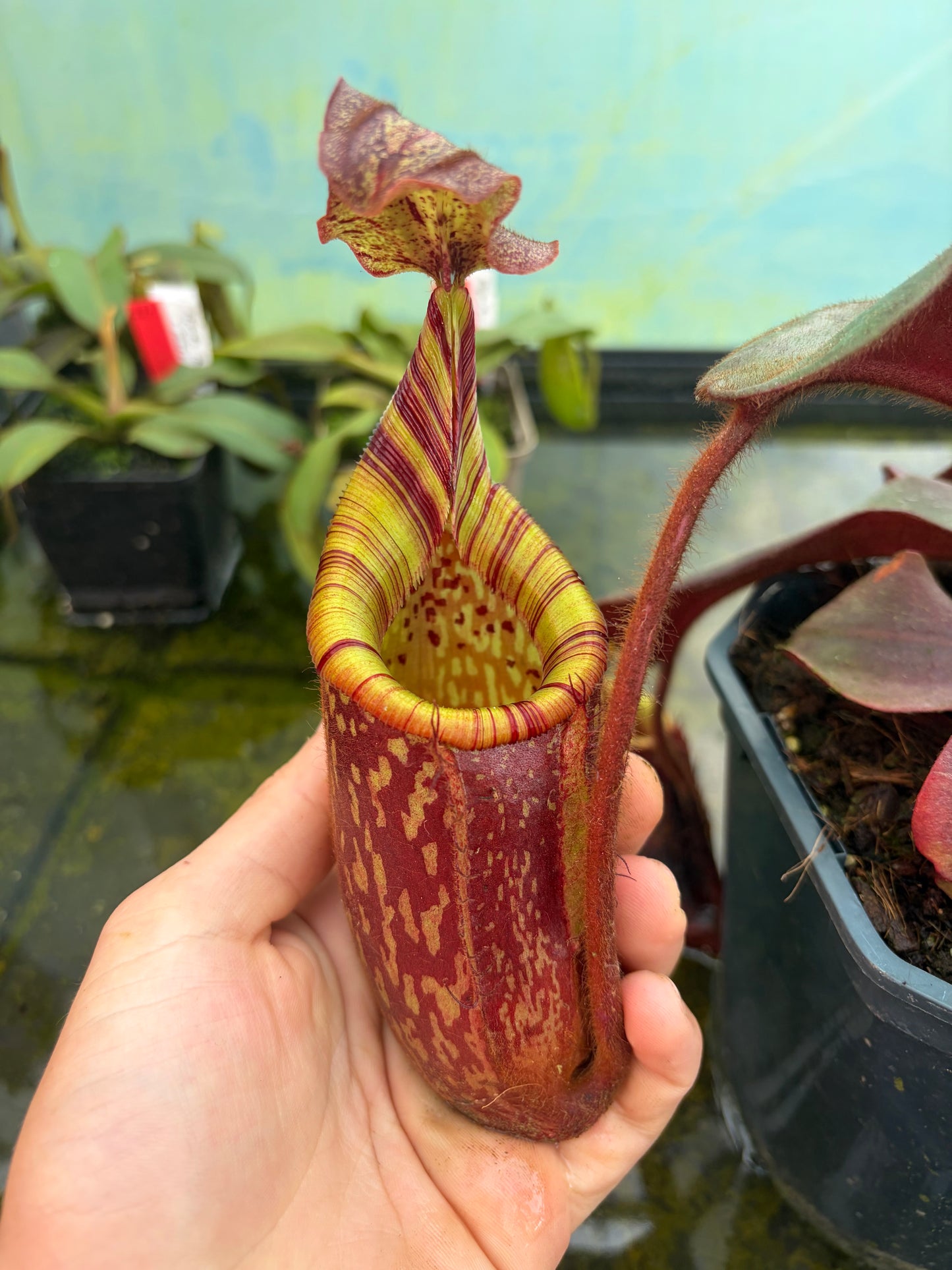 Nepenthes peltata x mollis 20cm