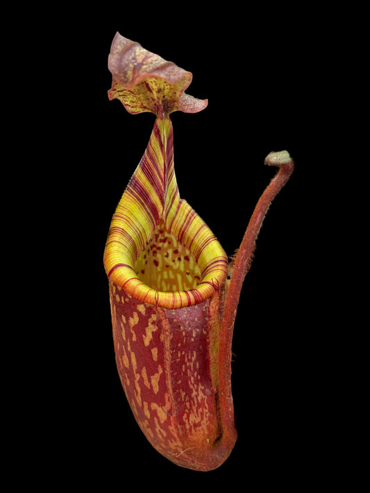 Nepenthes peltata x mollis 20cm