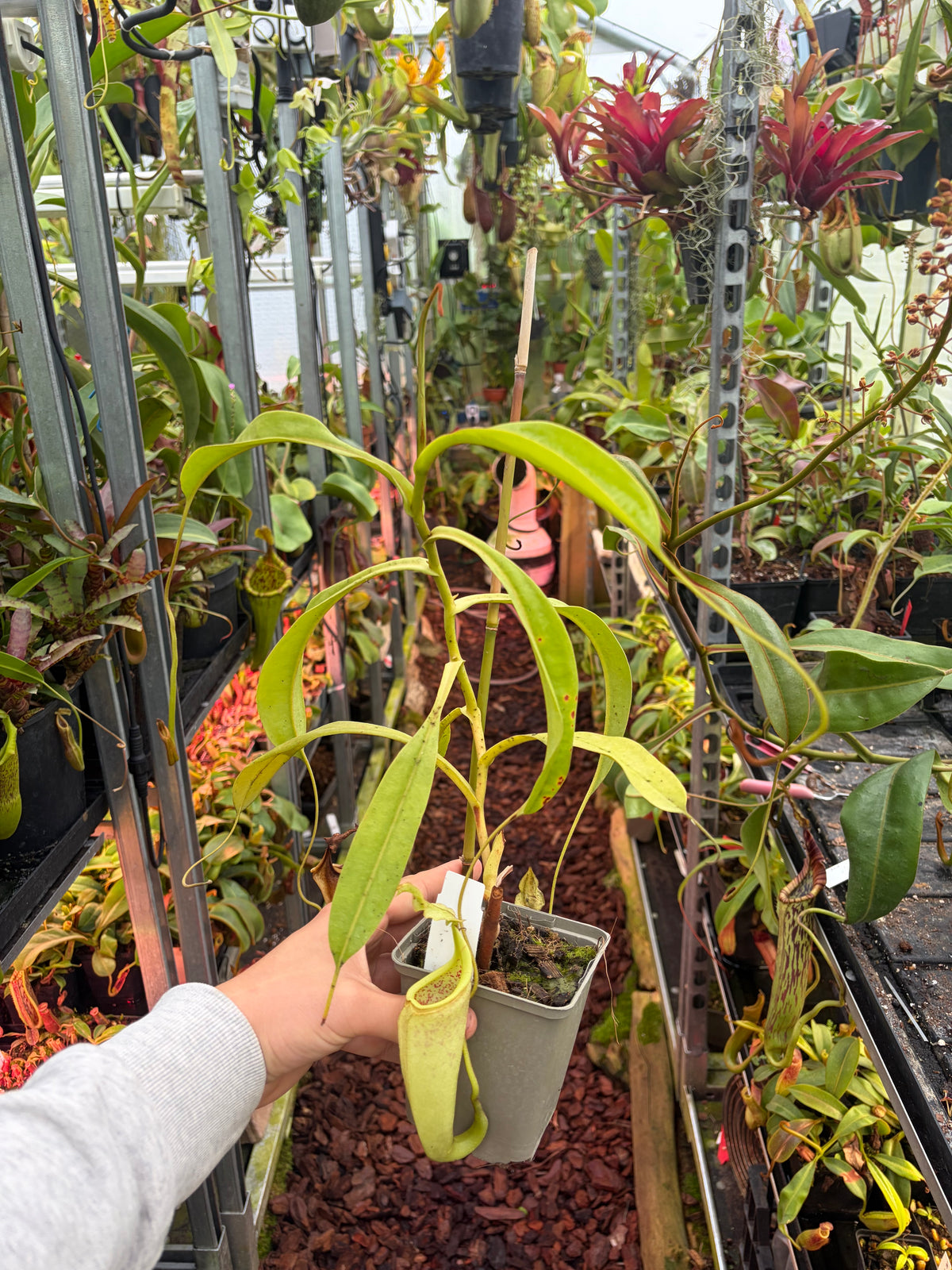 Nepenthes eymae ‚lumut - rooted cutting‘ male