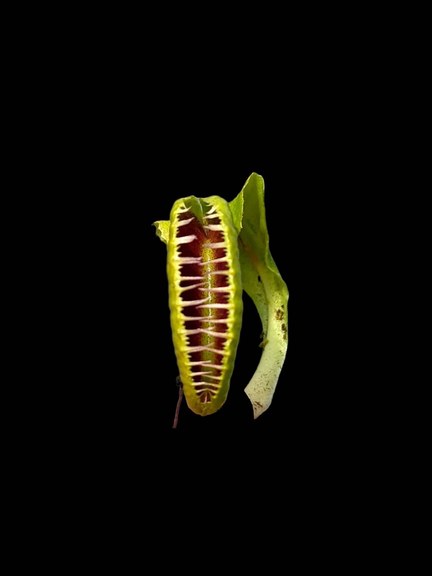 Dionaea muscipula 'GJ Hellcat'