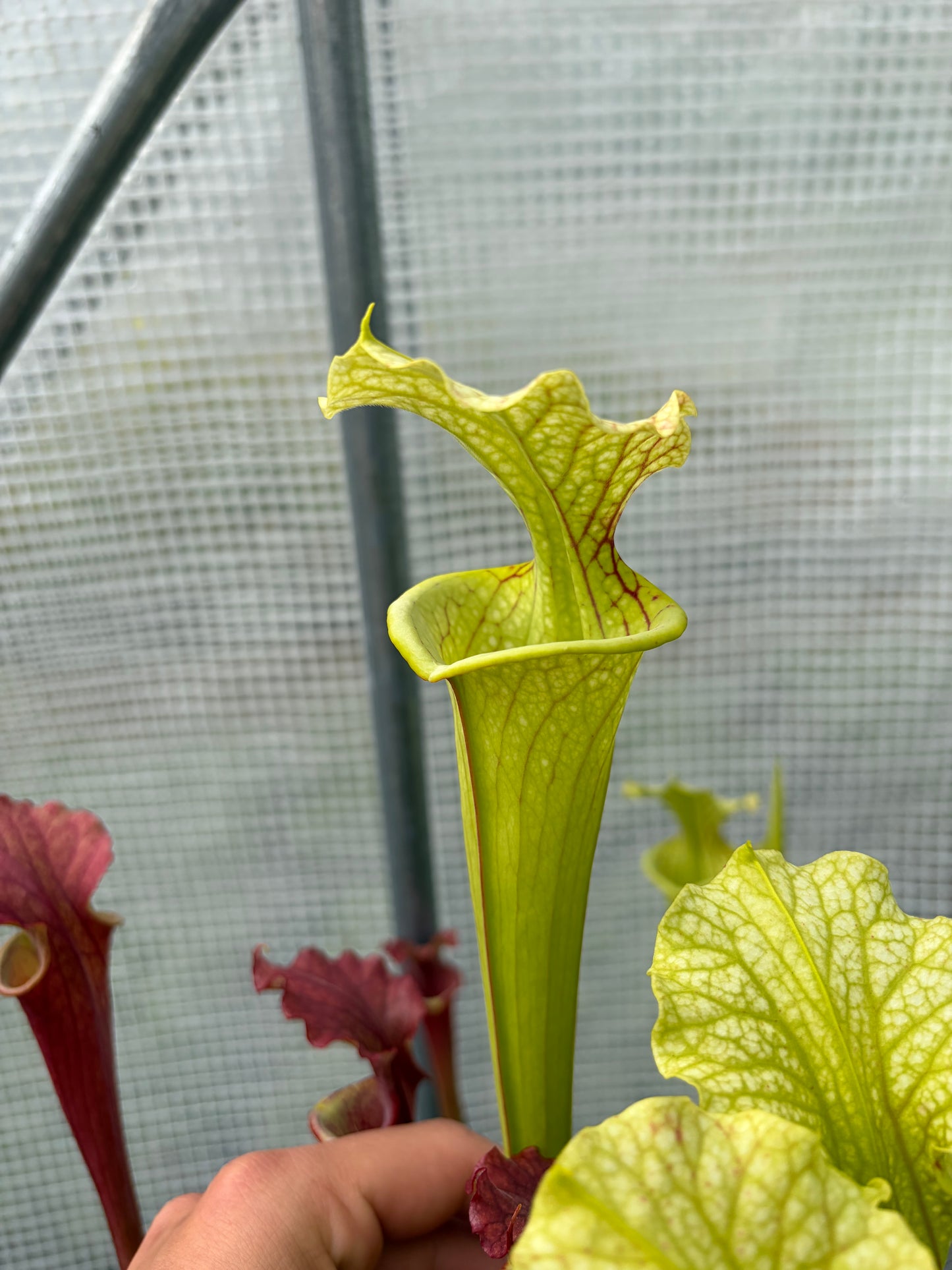 Sarracenia x moorei 'MK H24, Marston Exotics 1987 Clone'