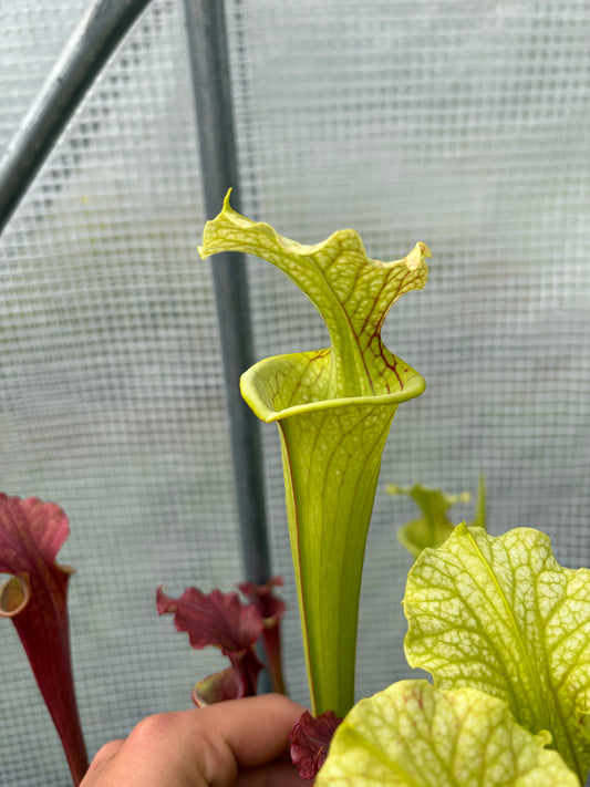 Sarracenia x moorei 'MK H24, Marston Exotics 1987 Clone'