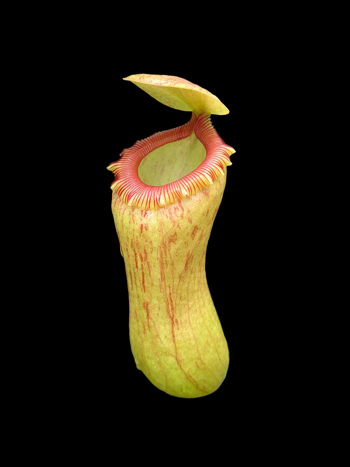 Nepenthes ventricosa 15cm