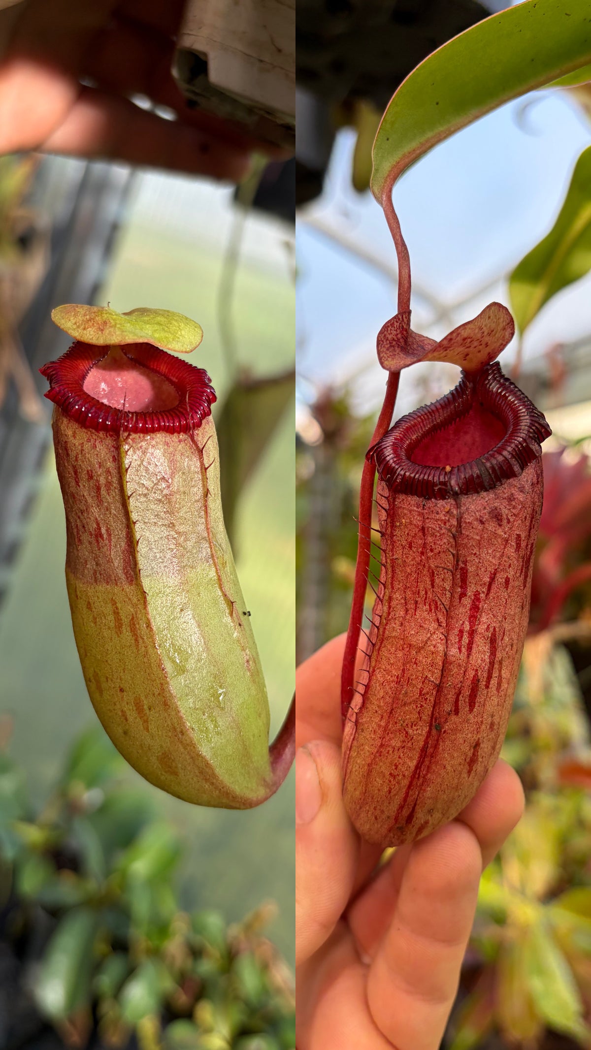 Nepenthes ventricosa x sibuyanensis 20-25cm