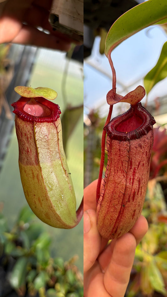 Nepenthes ventricosa x sibuyanensis 20-25cm