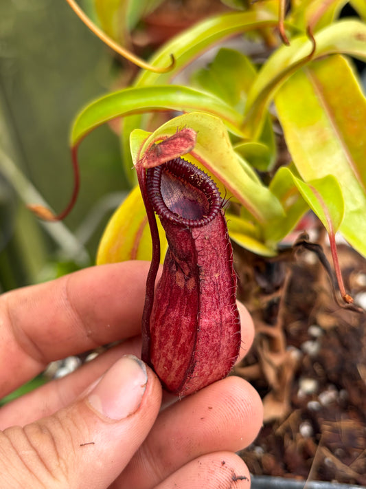 Nepenthes hamata x ventricosa ‚4 Growpoints‘