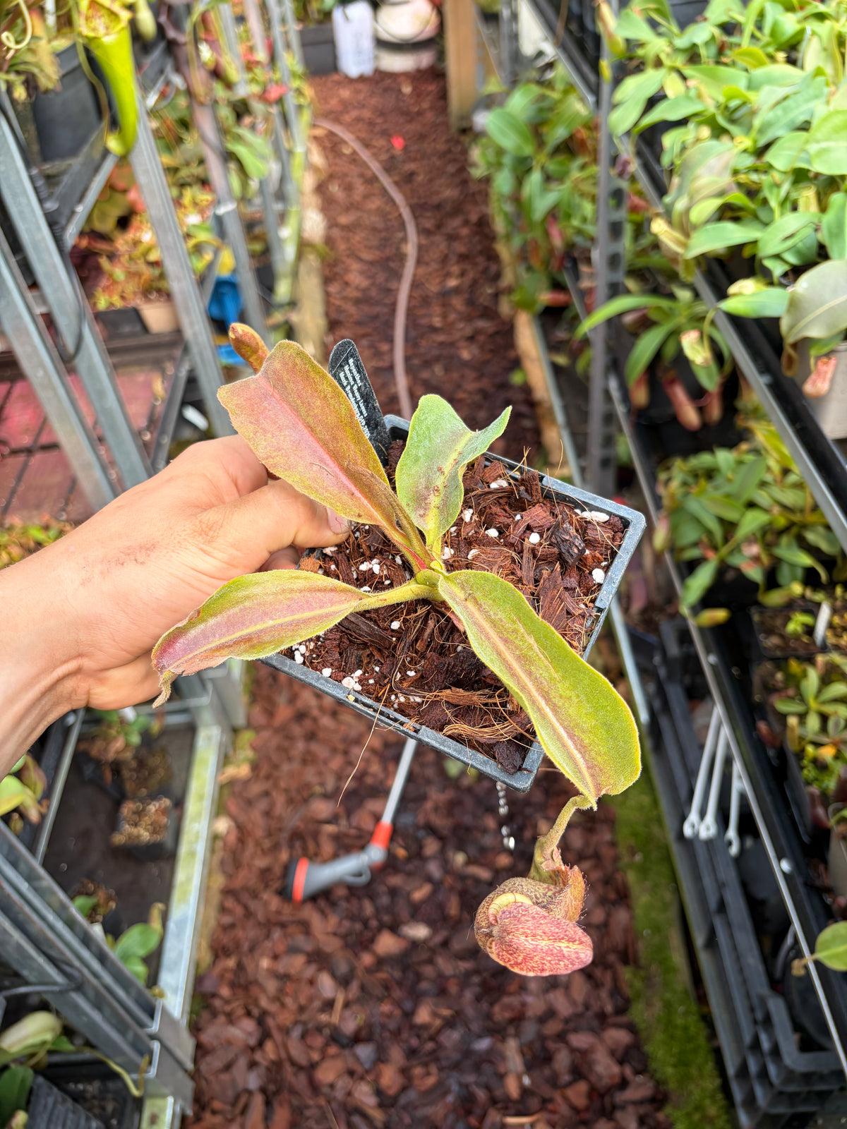 Nepenthes maxima ‚weavy leaves‘ 15cm