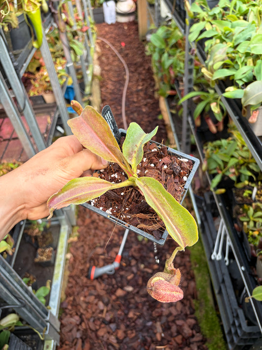 Nepenthes maxima ‚weavy leaves‘ 15cm