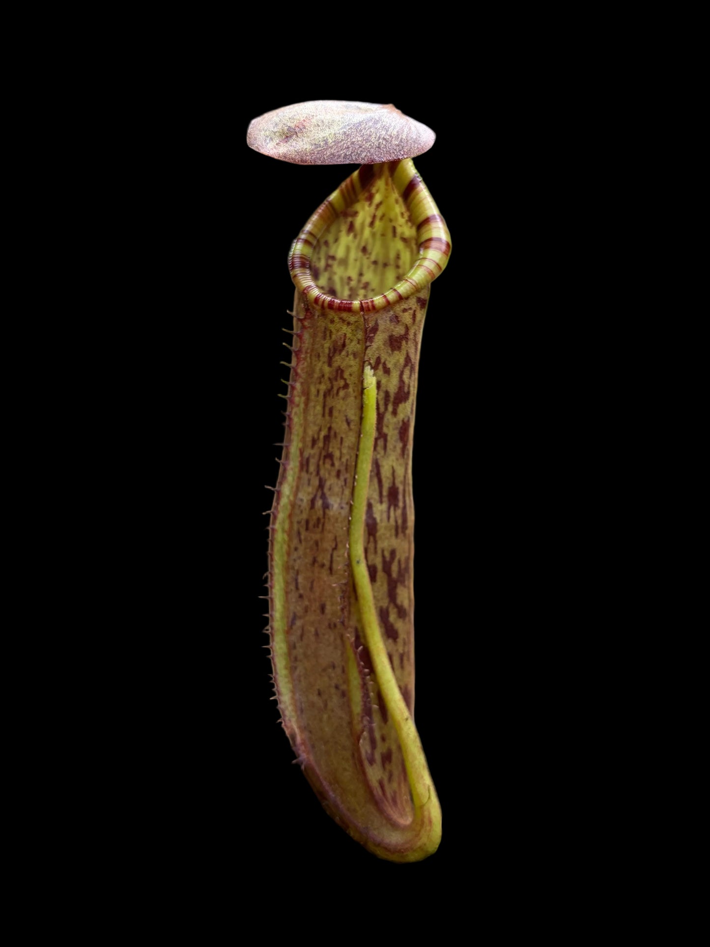 Nepenthes (spathulata x spectabilis) x (platychila x boschiana) 20cm