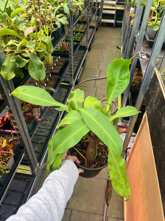Nepenthes adrianii x boschiana ‚Motherplant‘