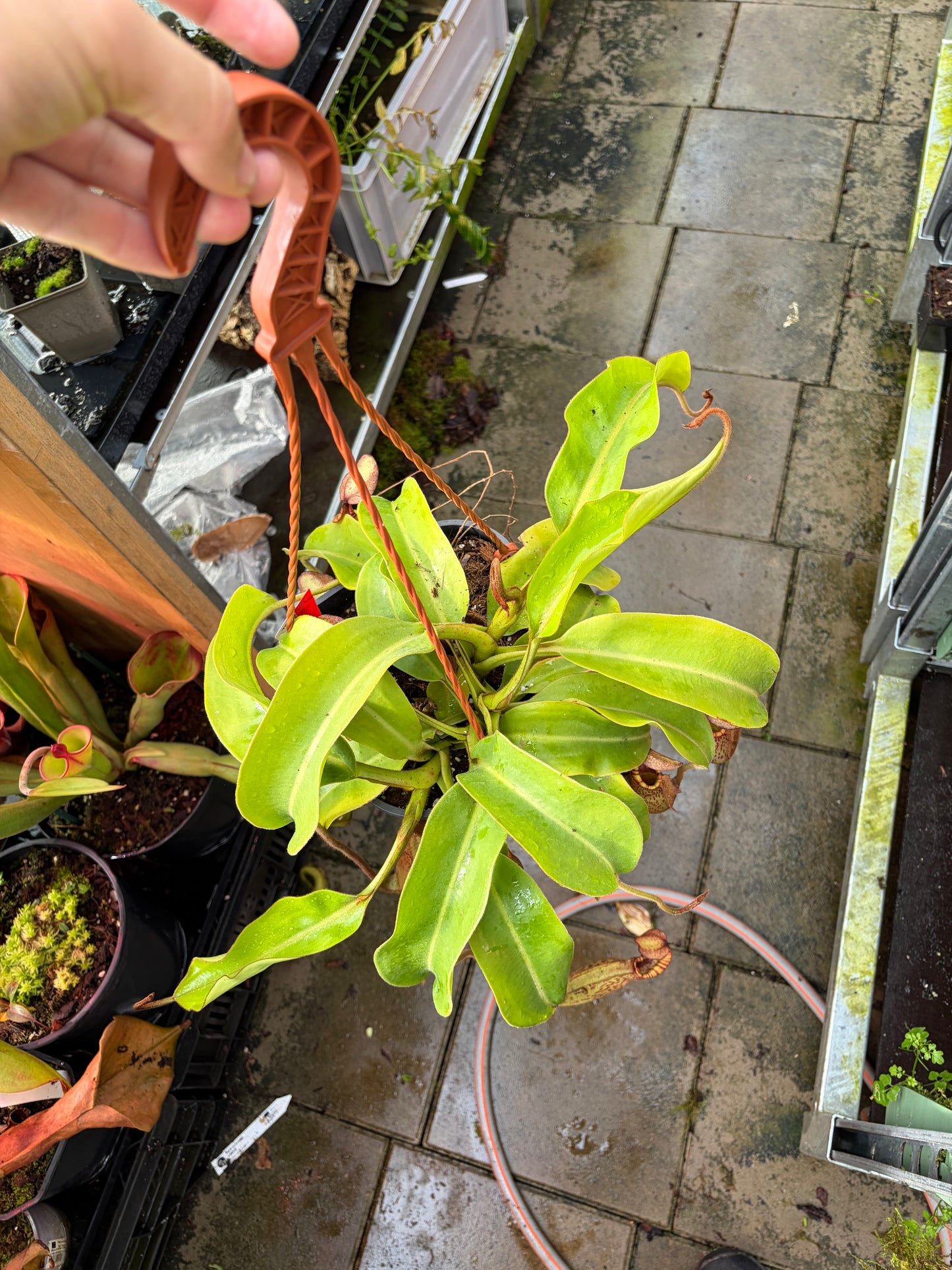 Nepenthes veitchii ‚candy‘ x boschiana ‚female‘