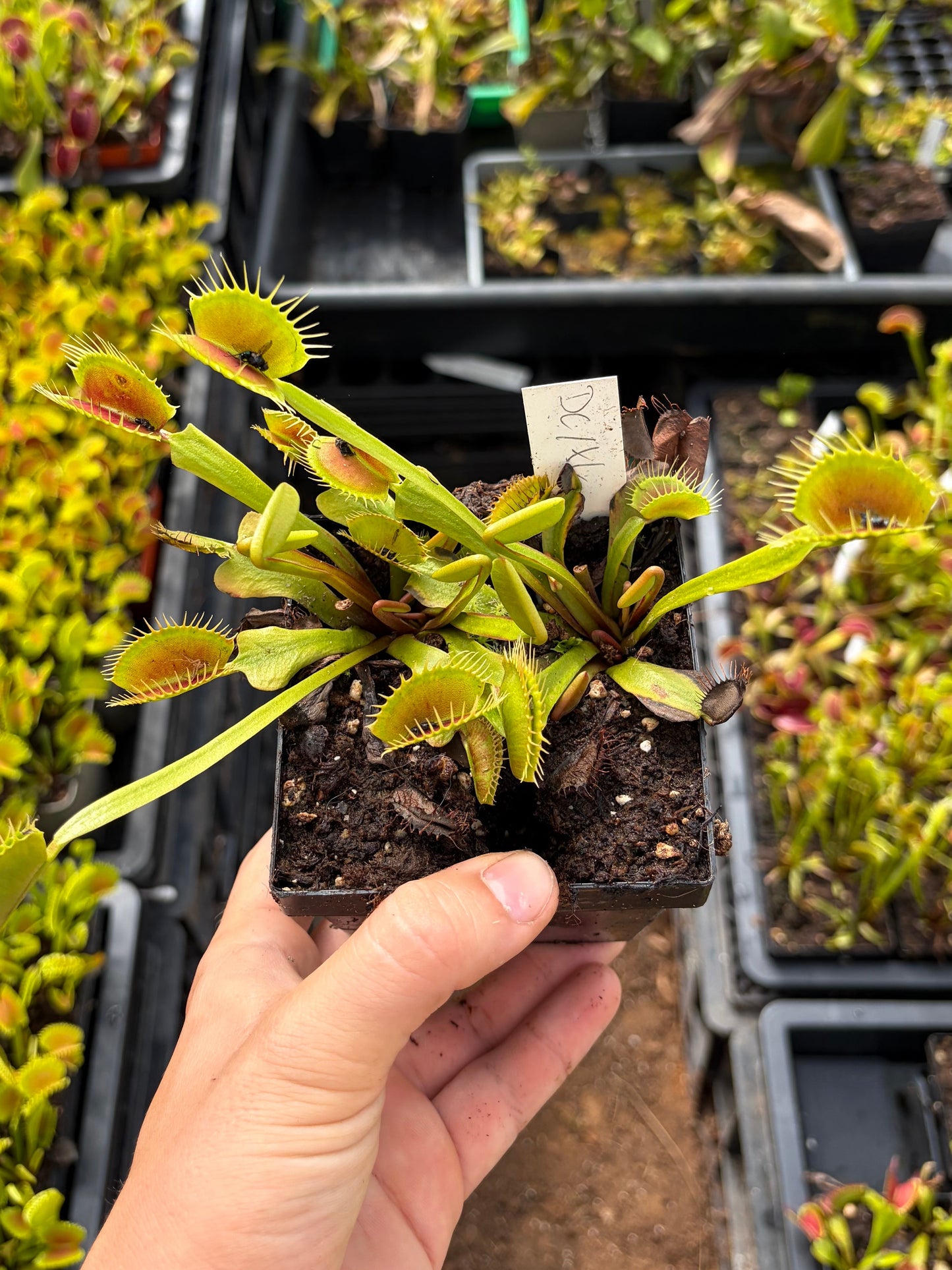 Dionaea muscipula 'DC/XL'