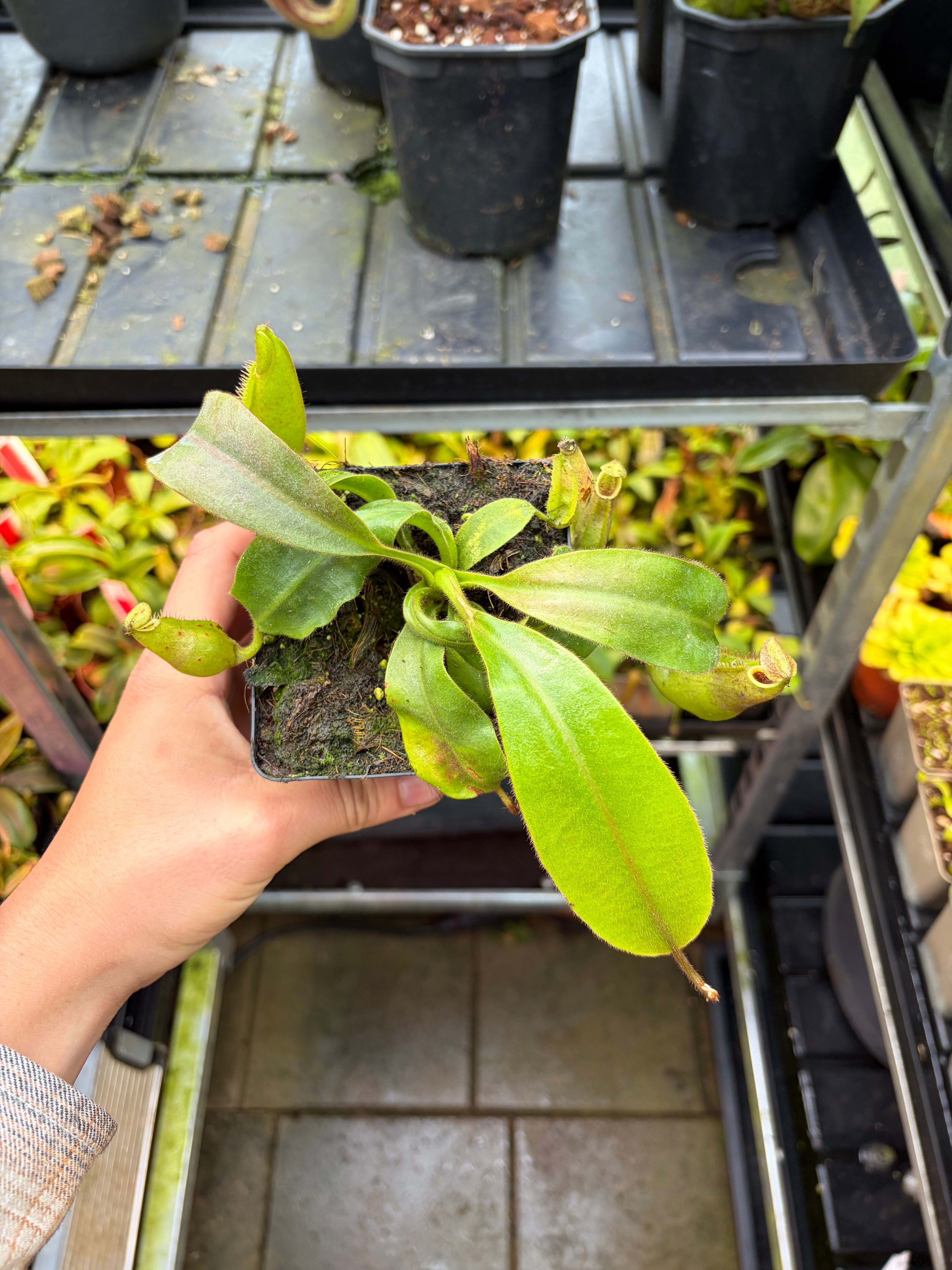 Nepenthes – Nepenthesgrower