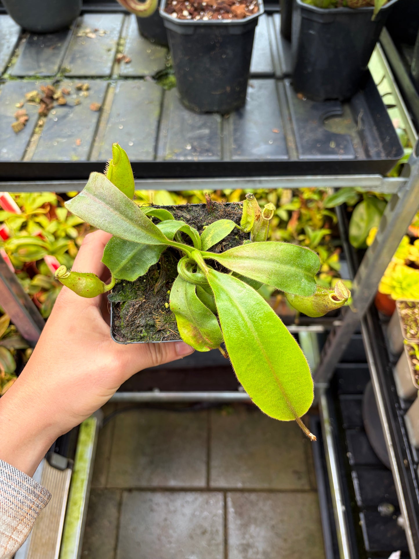 Nepenthes veitchii 'Murud' 15cm