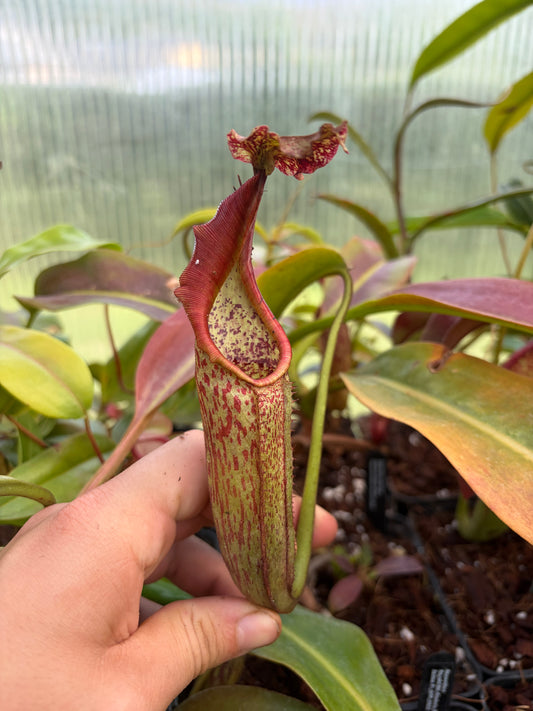Nepenthes maxima ‚Seedgrown‘ 10cm