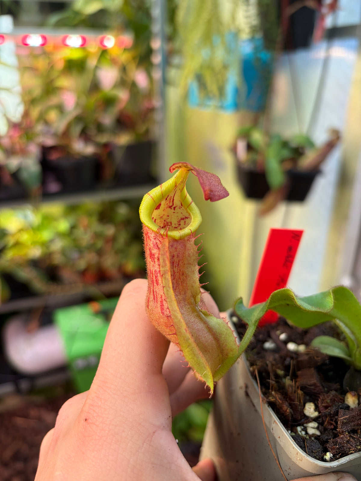 Nepenthes veitchii ‚M x M‘ #1 15cm