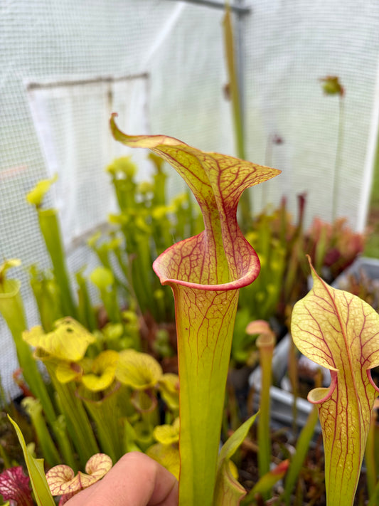 Sarracenia x adrian slack