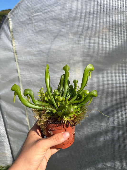 Darlingtonia californica