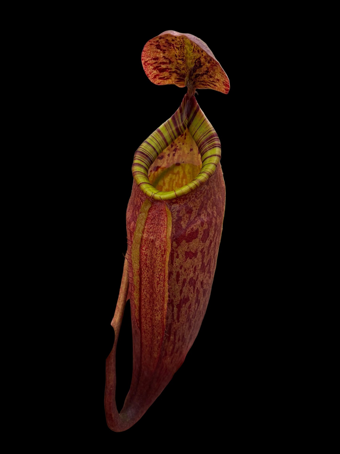 Nepenthes peltata ‚female‘ 50cm