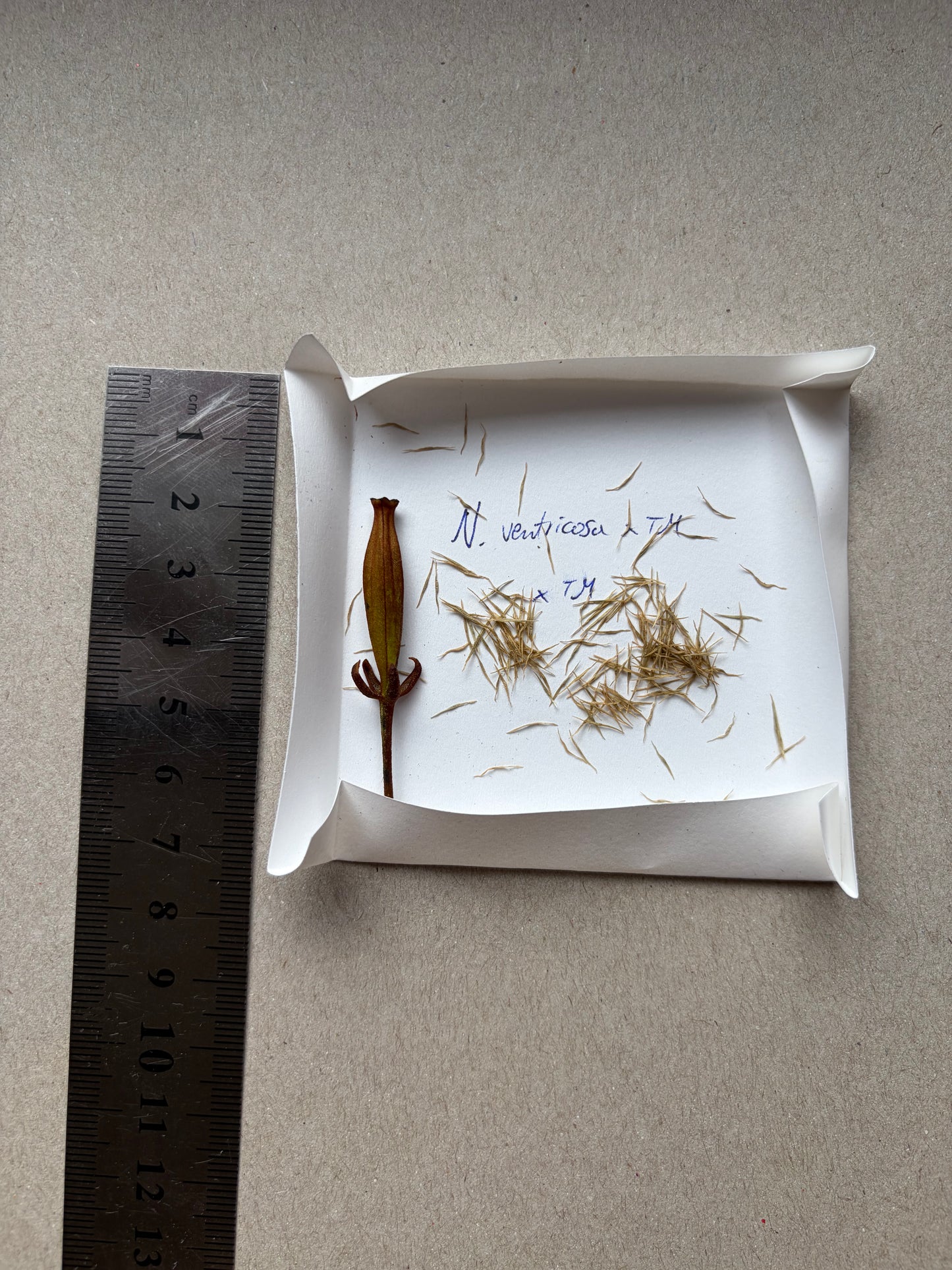 Nepenthes (ventricosa x trusmadiensis) x trusmadiensis SEEDS
