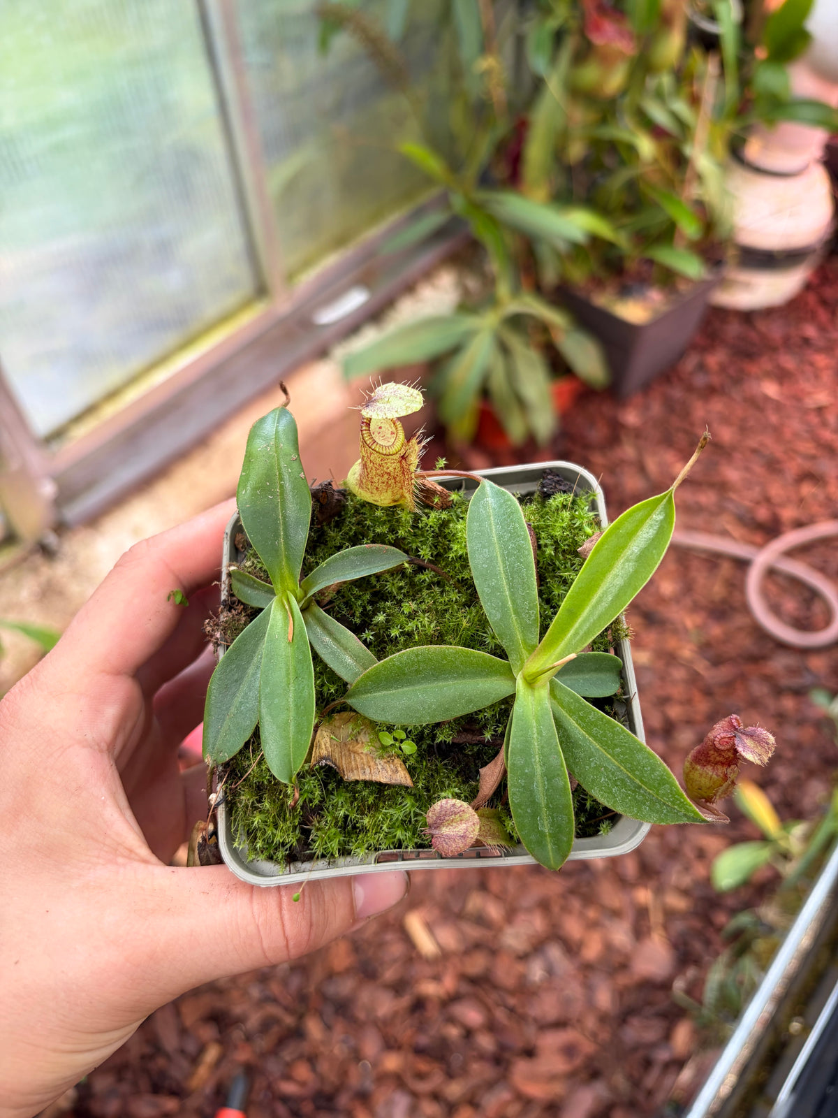 Nepenthes hamata x attenboroughi 7-10cm