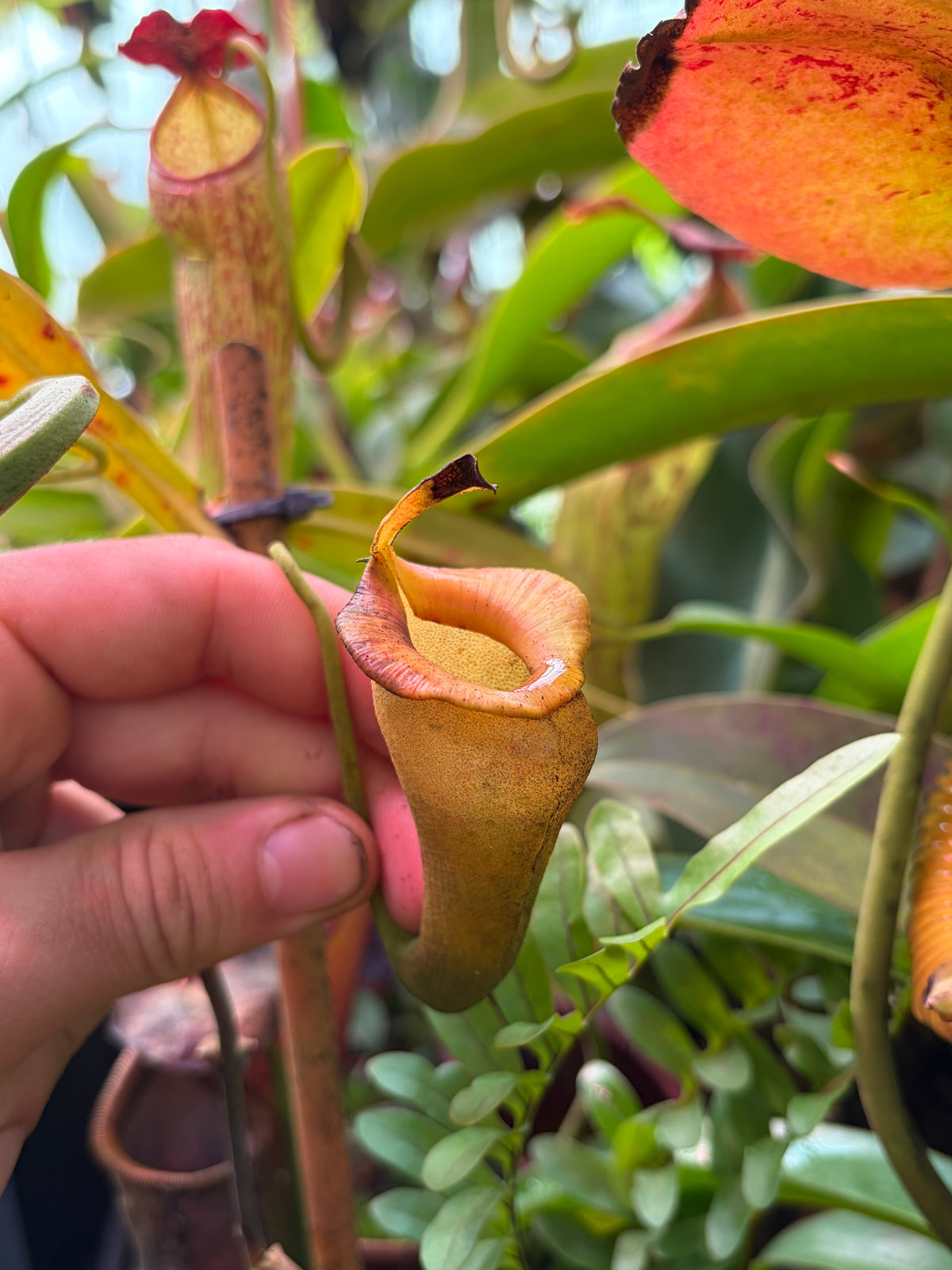 Nepenthes jacquelineae (BE-3874) 10cm