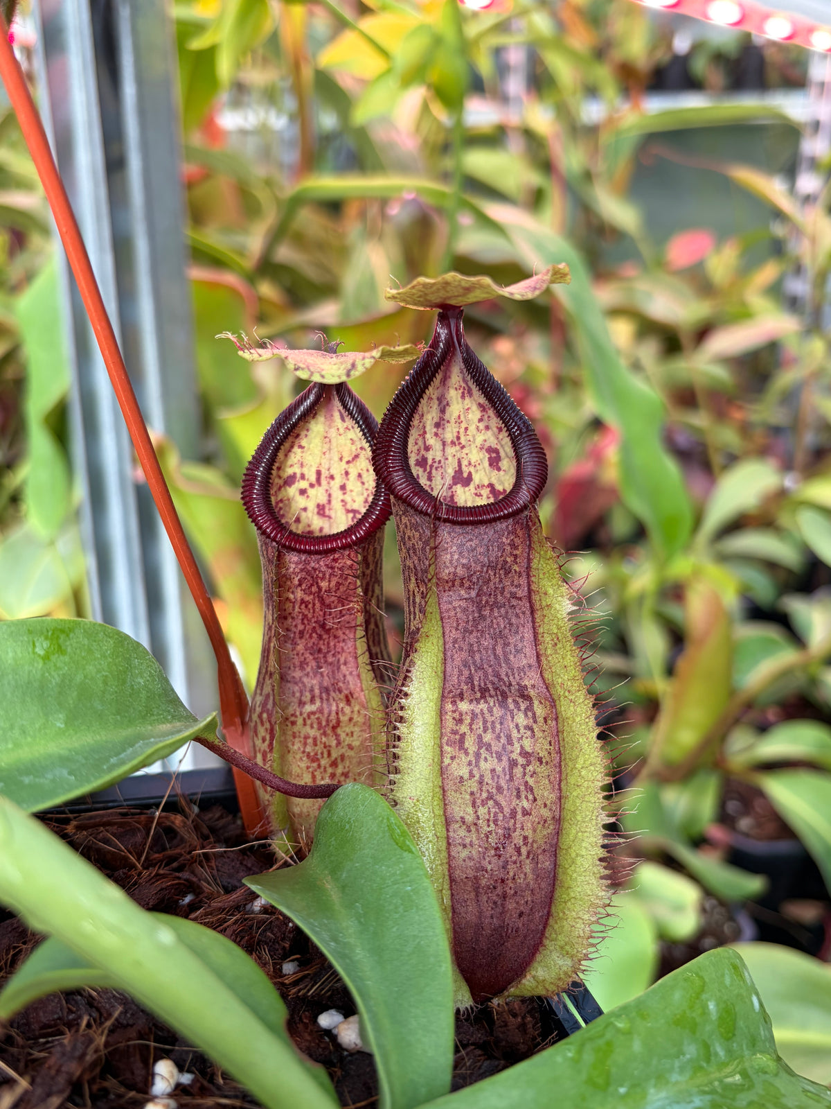 Nepenthes spathulata x hamata (BE-3712)
