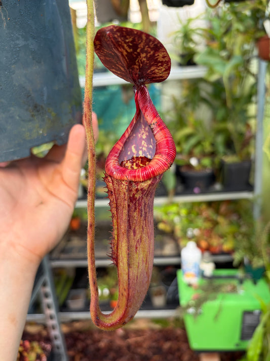 Nepenthes glandulifera x (burbidgeae x edwardsiana) 40cm+