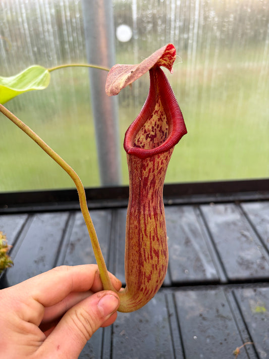 Nepenthes truncata x boschiana 'EP female'