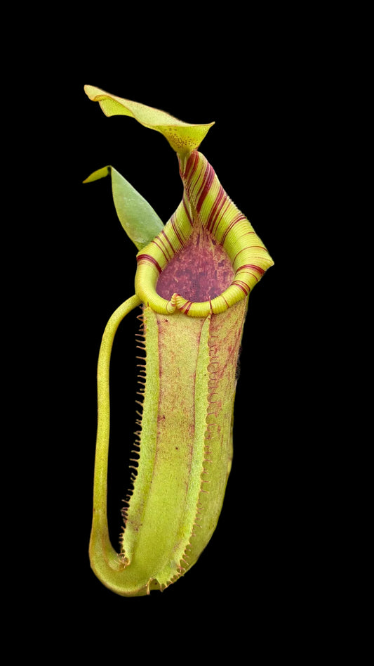 Nepenthes glandulifera x (veitchii x ephippiata) 30cm