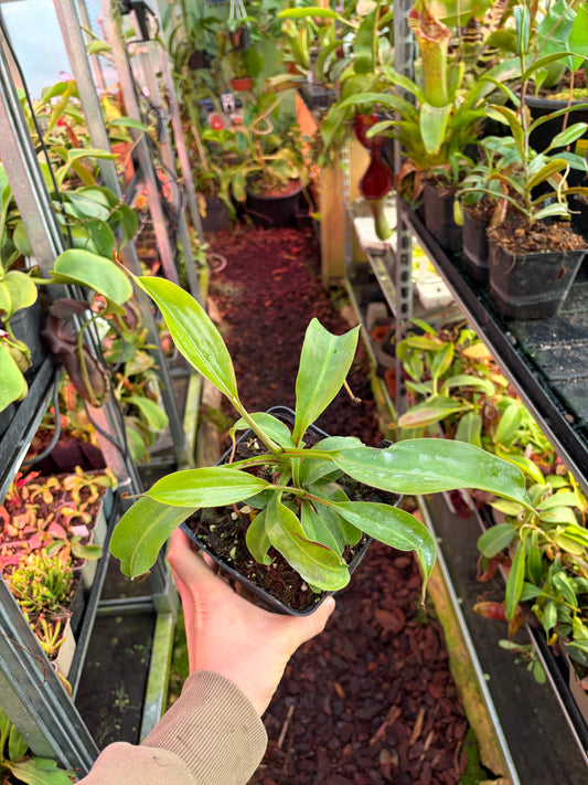 Nepenthes burbidgeae x (maxima x talagensis) 30cm