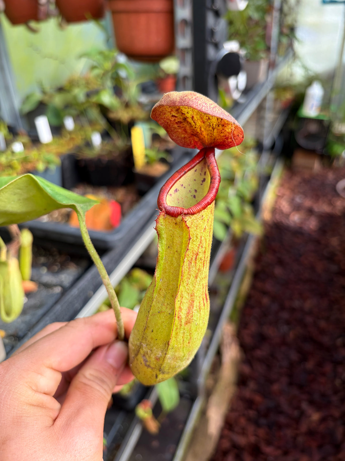 Nepenthes truncata x khasiana 40cm