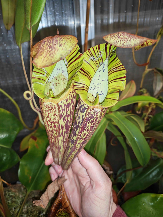 Nepenthes spectabilis x platychila 15-20cm
