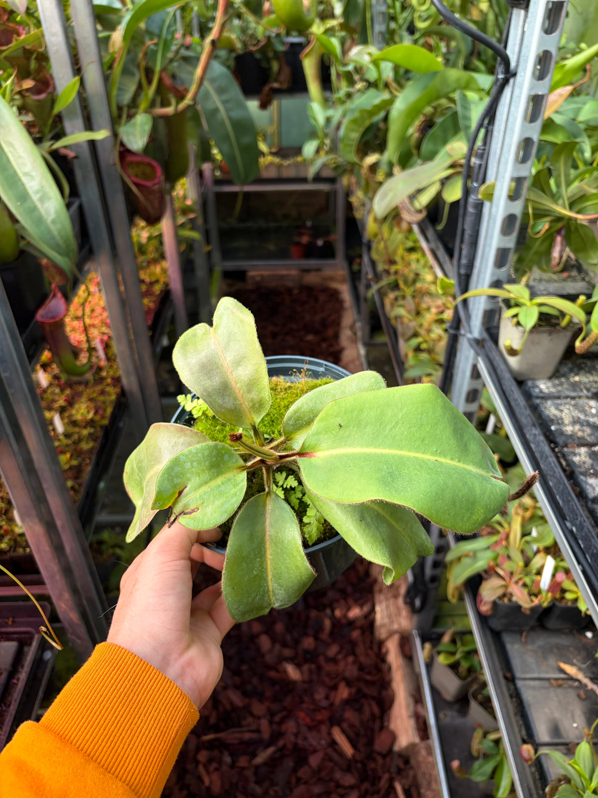 Nepenthes glandulifera x clipeata 25cm