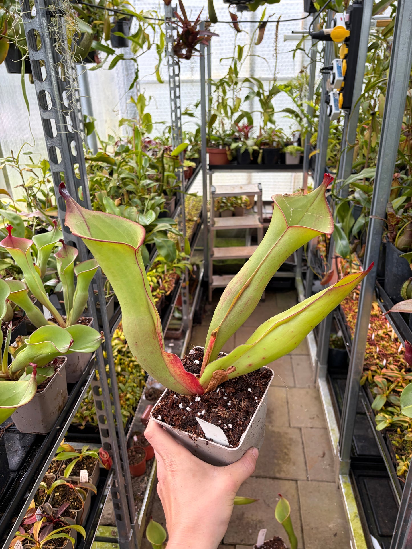 Heliamphora spec. Akopon #5