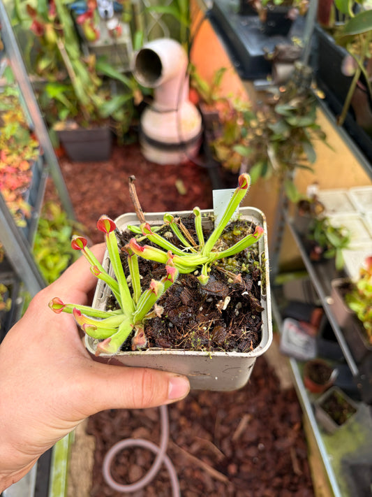 Heliamphora uncinata