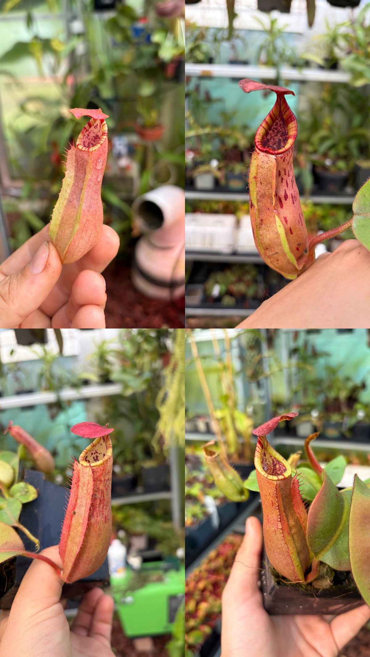Nepenthes (veitchii ‚candy‘ x boschiana) x veitchii ‚candy‘ 15cm+