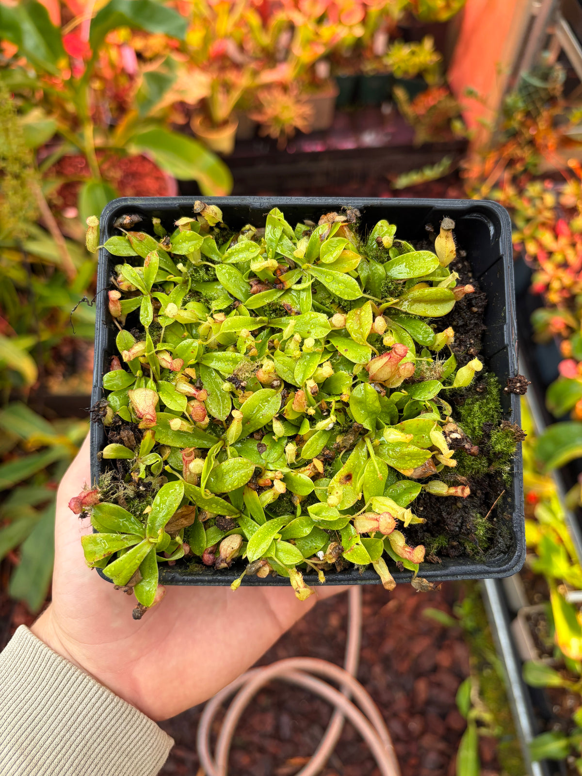 Nepenthes pervillei ‚Tea Tavern‘ 5cm