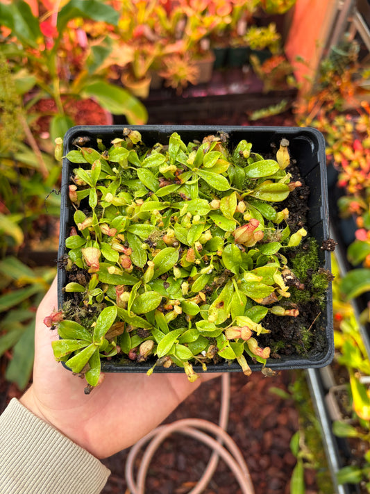 Nepenthes pervillei ‚Tea Tavern‘ 5cm