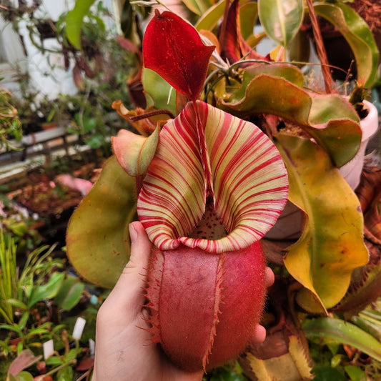 Nepenthes veitchii ‚candy x candy‘ 10cm