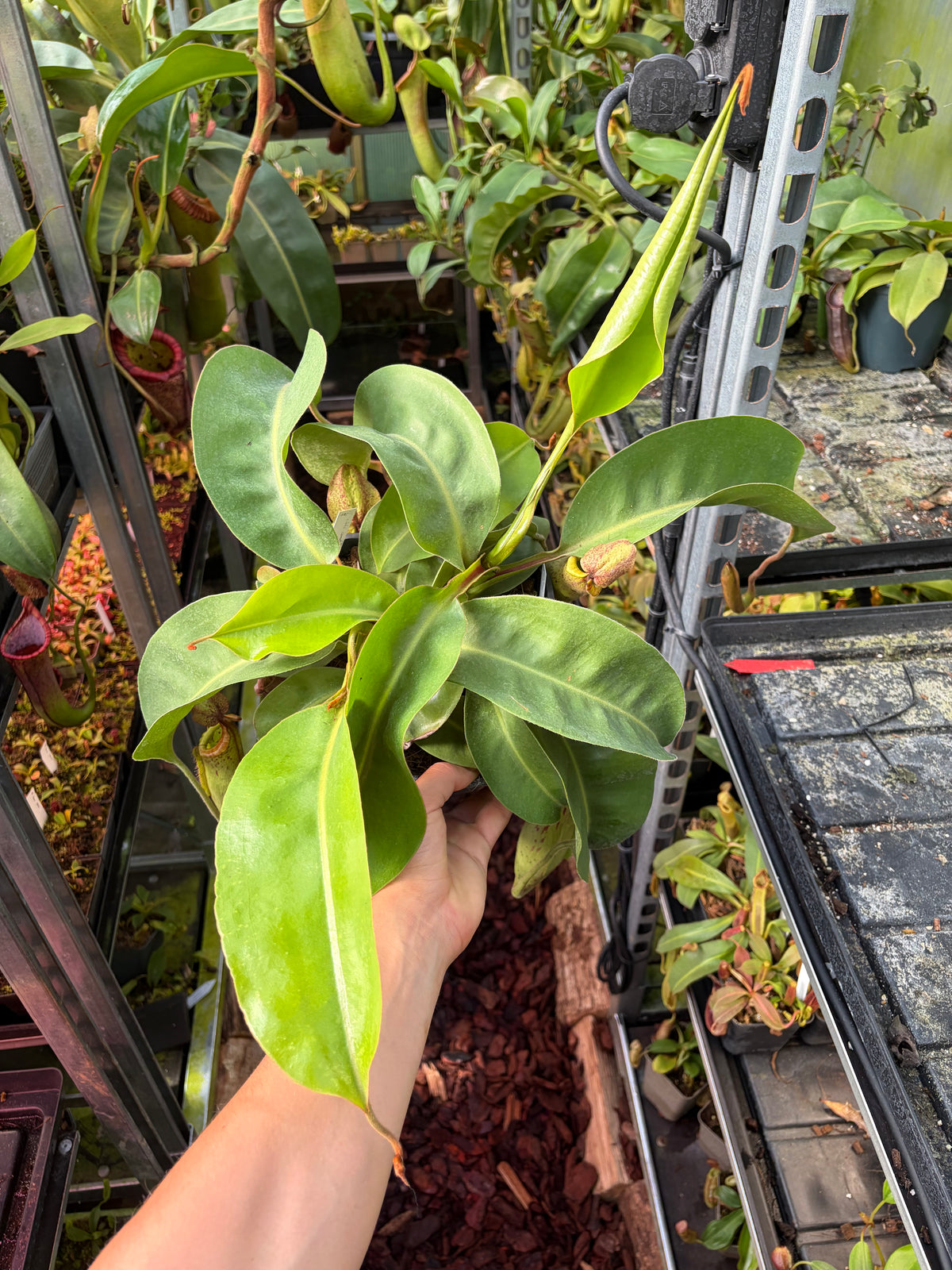 Nepenthes veitchii ‚candy‘ x boschiana ‚female’ 50cm+