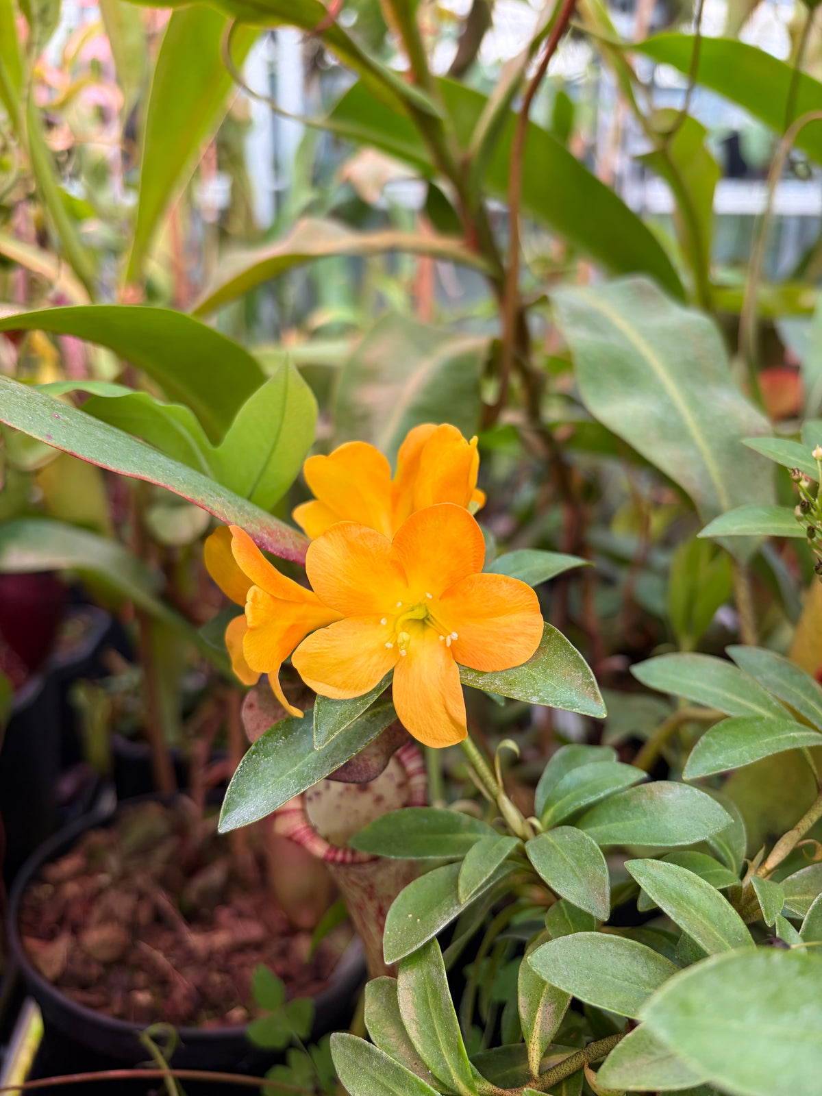 Rhododendron arcophyllum ‚rooted cutting‘