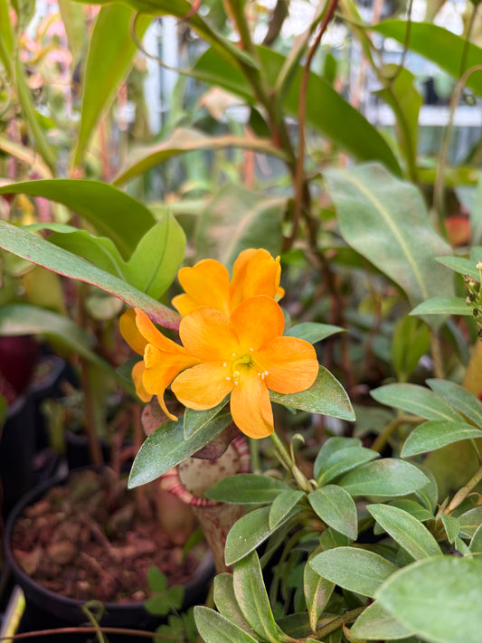 Rhododendron arcophyllum ‚rooted cutting‘