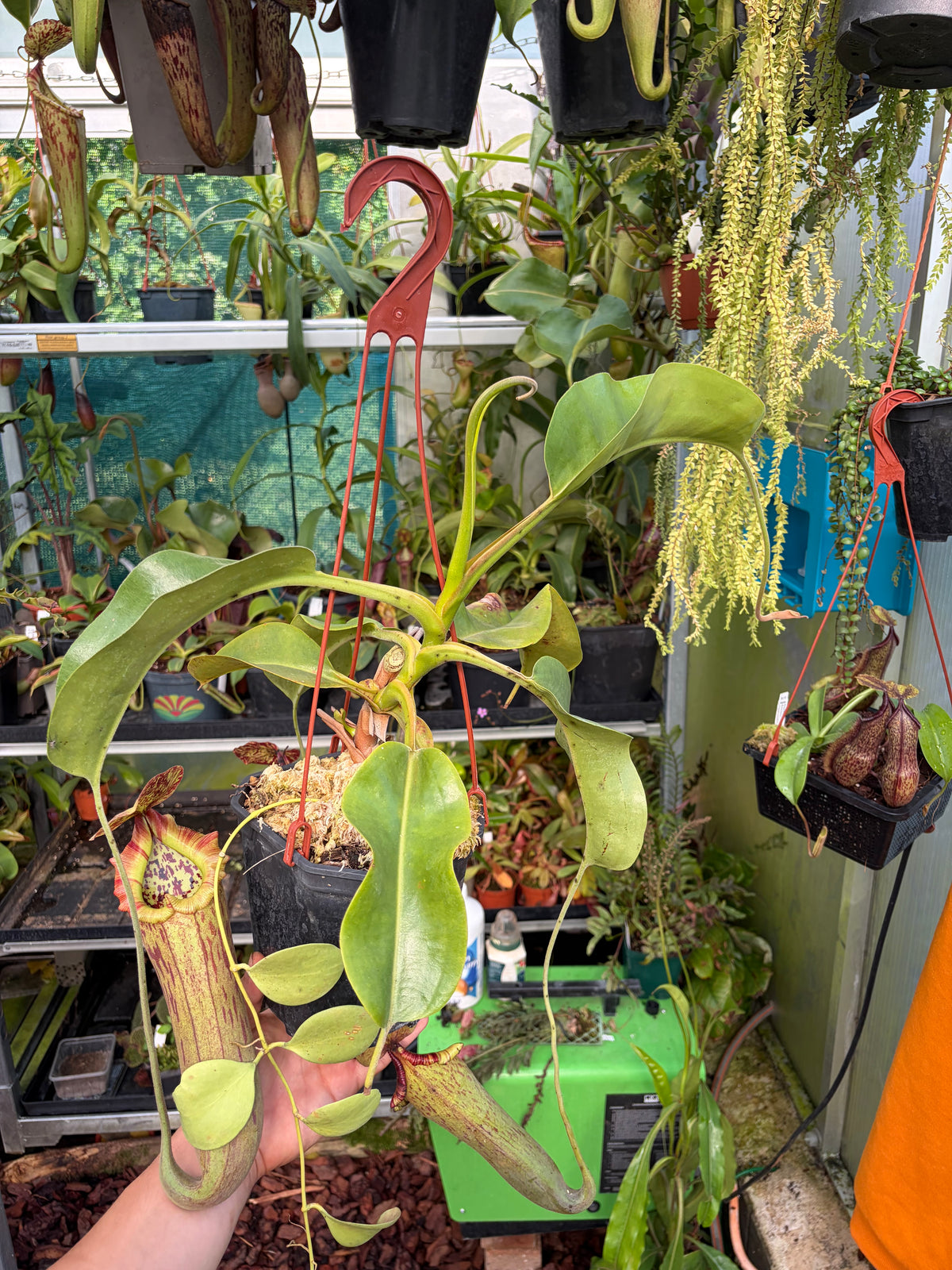 Nepenthes truncata x boschiana EP ‚female‘