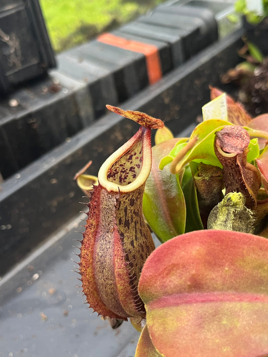 Nepenthes (veitchii x spathulata) x boschiana 15cm
