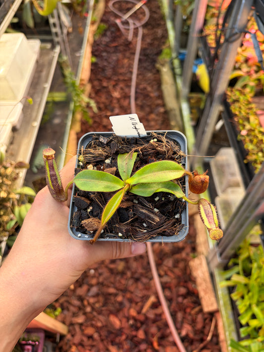 Nepenthes (kongkandana x mollis) x mollis 7cm
