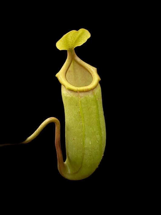 Nepenthes ventricosa x veitchii 15cm