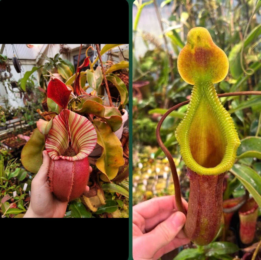 Nepenthes veitchii ‚candy‘ x trusmadiensis 5cm