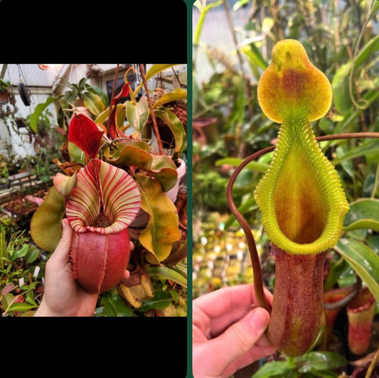 Nepenthes veitchii ‚candy‘ x trusmadiensis 5cm