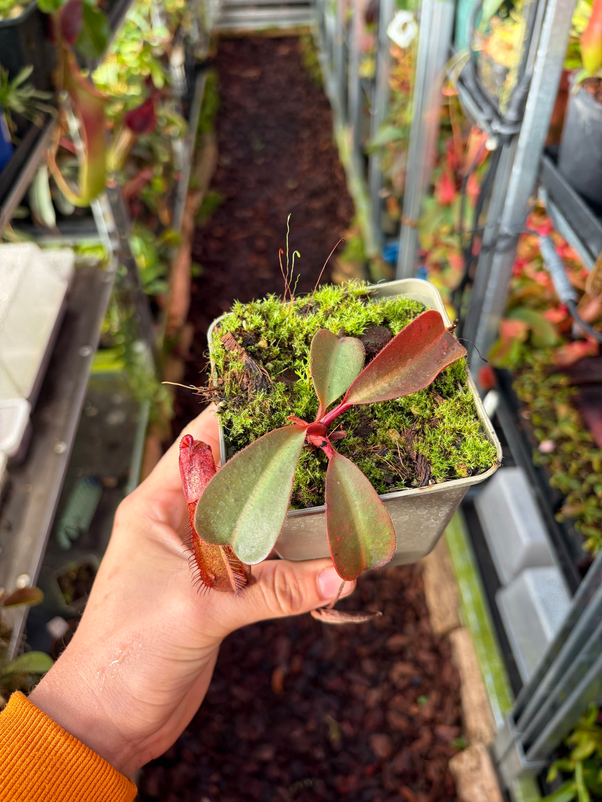 Nepenthes peltata x (veitchii x lowii) (BE-4516) 10cm